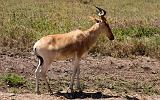 TANZANIA - Serengeti National Park - 036 Antilope HarteBeest